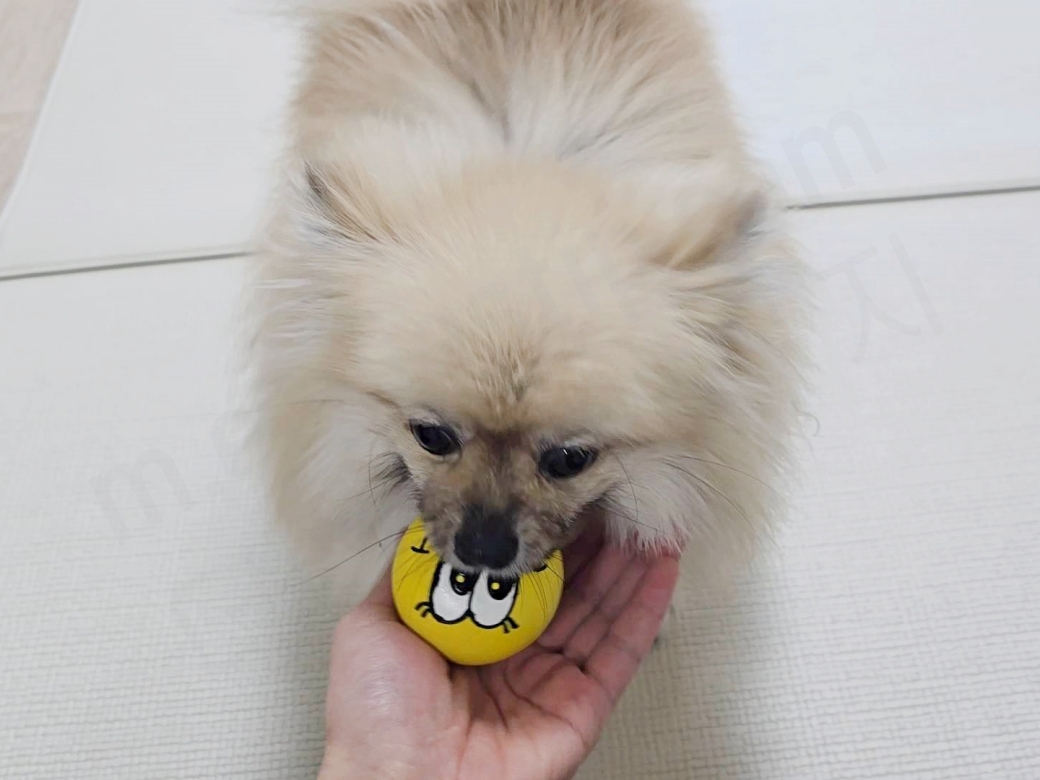 강아지가 공을 입에서 놓도록 훈련하는 모습