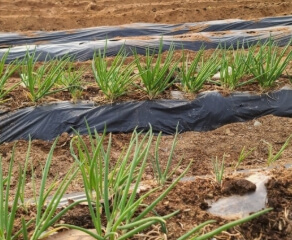 쪽파 심는 시기 완벽 가이드