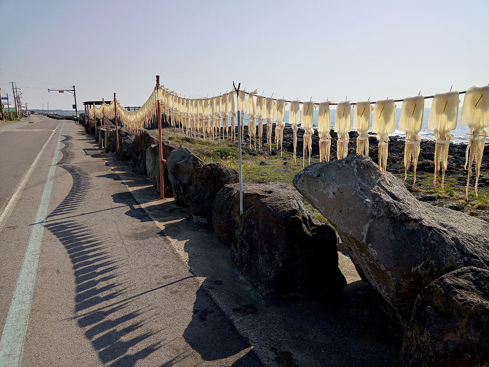 올레3B코스: 신산바닷가 오징어