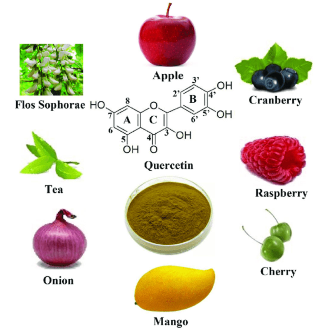 퀘르세틴 많이 들어있는 음식