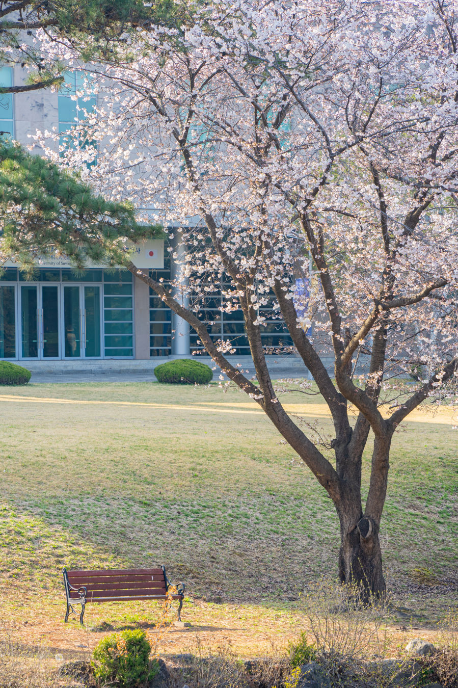 수원대학교 벚꽃