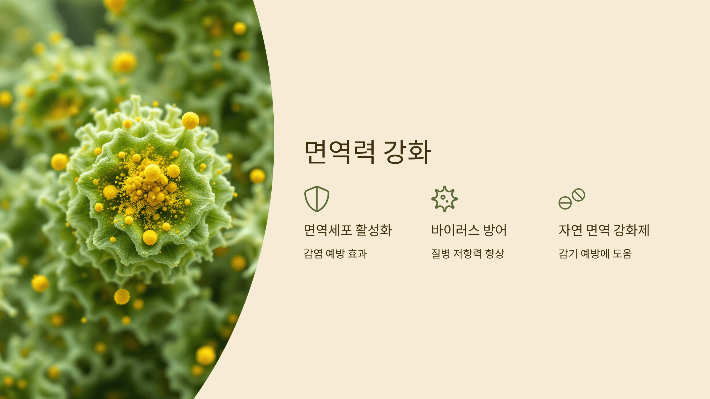 강황가루 사진입니다.