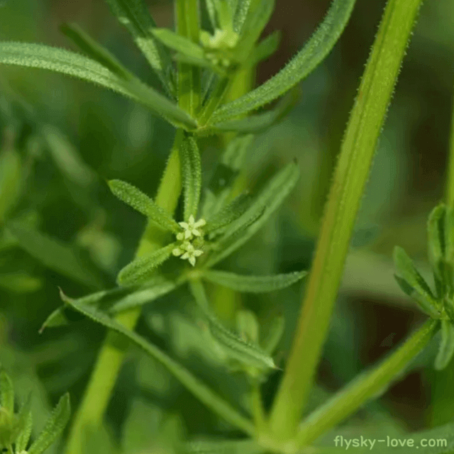 갈퀴덩굴(팔선초) 효능