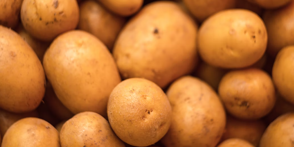 강아지 고구마 먹으면 안되는 이유 2