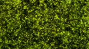 김 효능 부작용