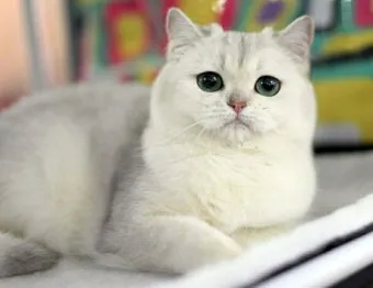 브리티쉬숏헤어 고양이 실버 유전병 분양 가격 성격_13