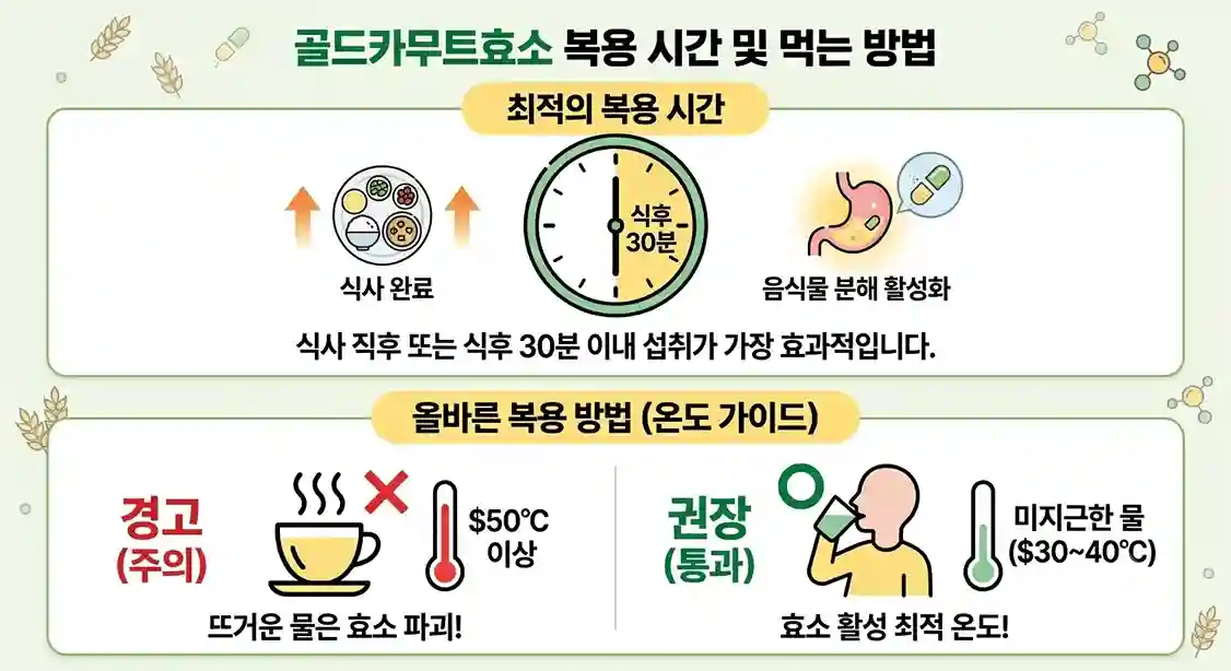 골드카무트효소 복용 시간 및 올바른 섭취 방법을 설명하는 인포그래픽 이미지. 상단에는 식사 후 시계바늘이 식후 30분을 가리키는 시계 아이콘과 함께 '식후 30분 이내 섭취'가 가장 효과적이라는 설명이 적혀 있다. 하단에는 온도 가이드로 '$50^\circ\text{C}$ 이상 뜨거운 물'에는 빨간색 X 표시와 '경고(주의): 효소 파괴' 메시지가, '미지근한 물'에는 초록색 O 표시와 '권장(통과): 효소 활성 최적 온도' 메시지가 직관적인 픽토그램