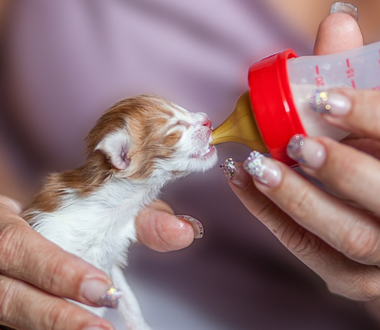 비싼 분유 가성비 분유 사진