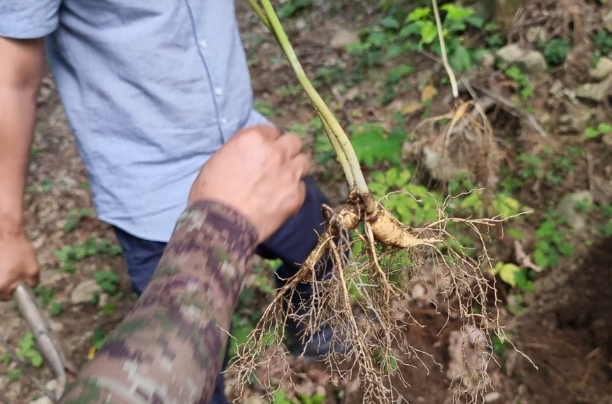 극한직업-산양삼-홍천-주문