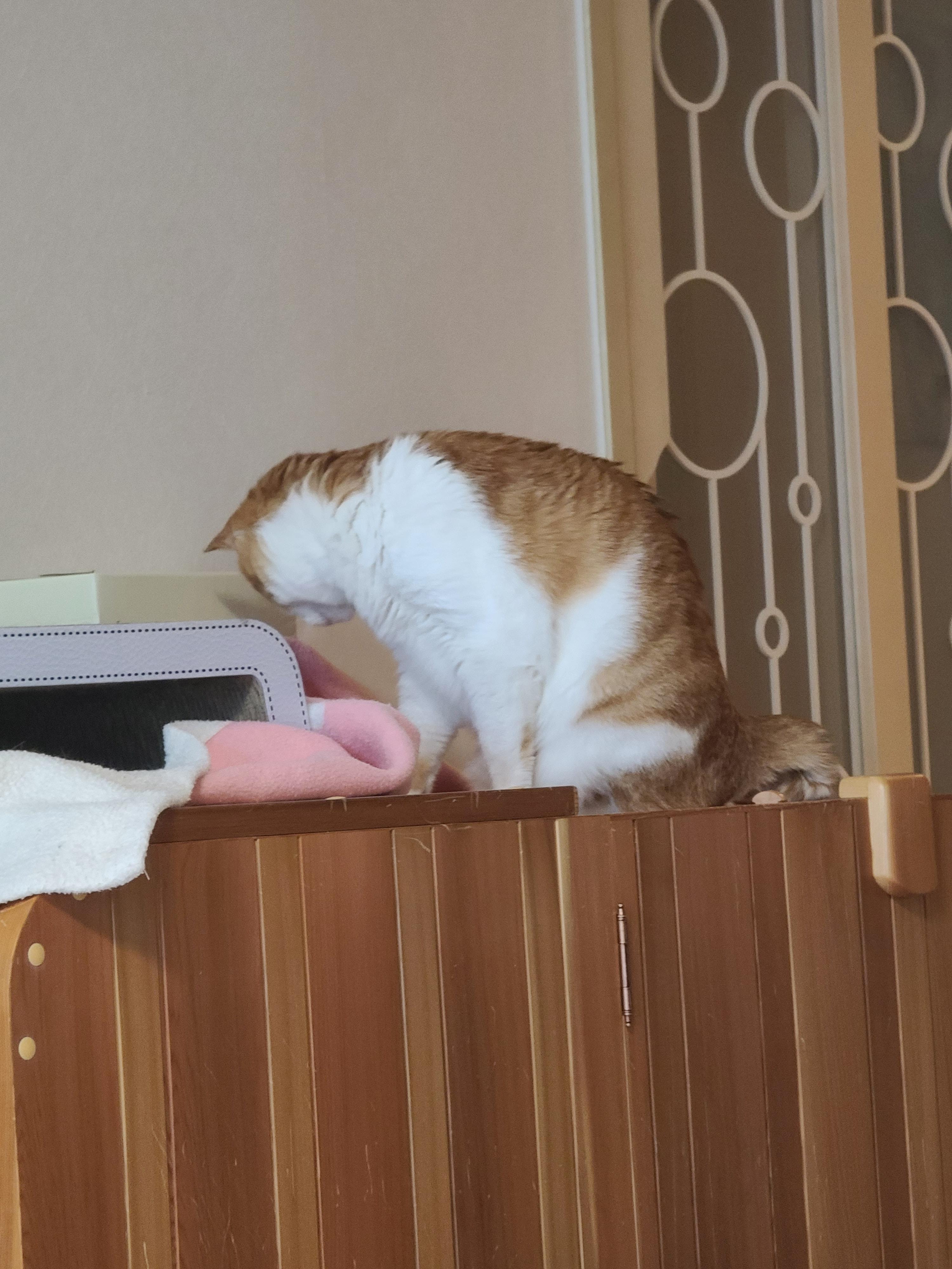 우리집엔 비싼 고양이들 숨숨집이 있다. 건식반신욕기 숨숨집.