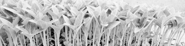 참깨 수확방법: 건조