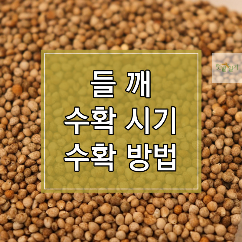 들깨 수확시기 및 수확방법 알아보기 썸네일