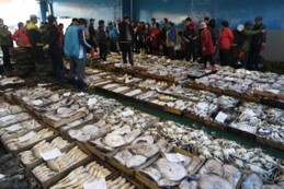 갖가지-샌선이-나무-박스에-가지런히-담겨있는-수산-위판장