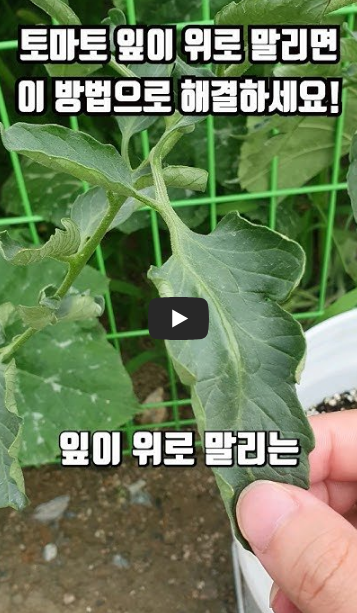 토마토 잎이 말리는 이유 잎이 오그라드는 증상
