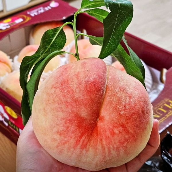 복사꽃마을