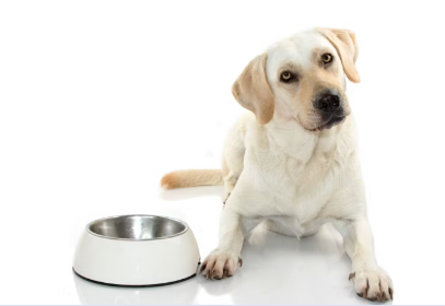 개와 밥그릇