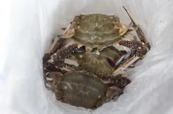 6월 꽃게 금어기 정확한 일정과 유통 제한 상세 정보 총정리_19