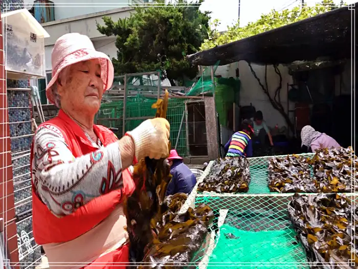 휴먼다큐 사노라면 586회 불꽃 여인과 울보 남편의 갯마을 차차차, 울진 자연산 돌미역 소개 및 연락처 방송 정보 다시보기