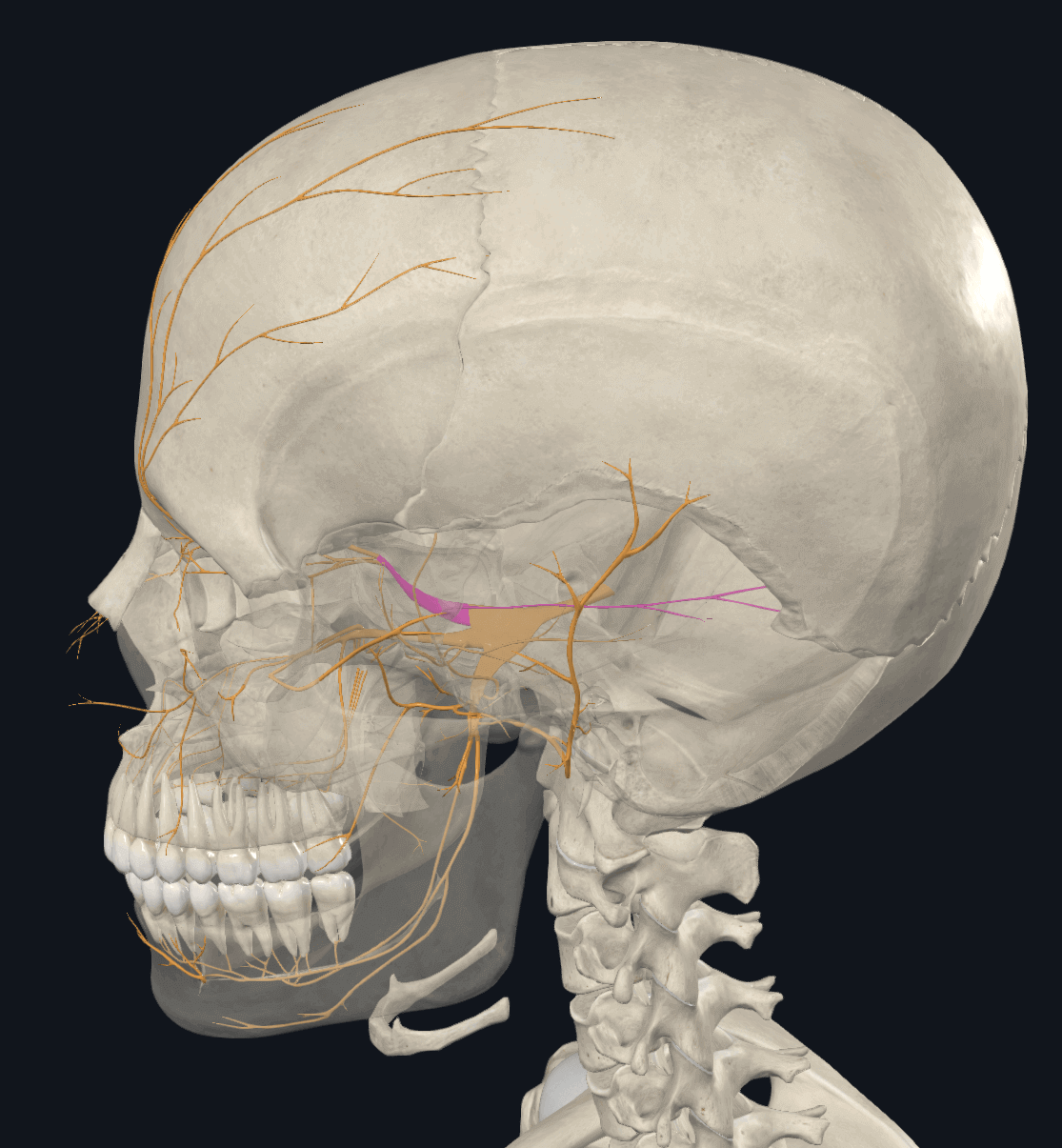 안신경(보라색)