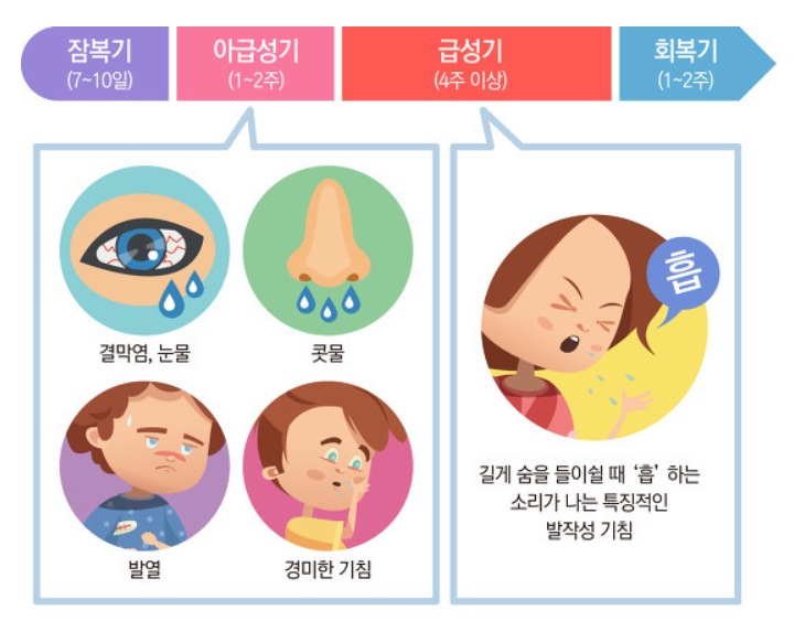 백일해 시기면 증상