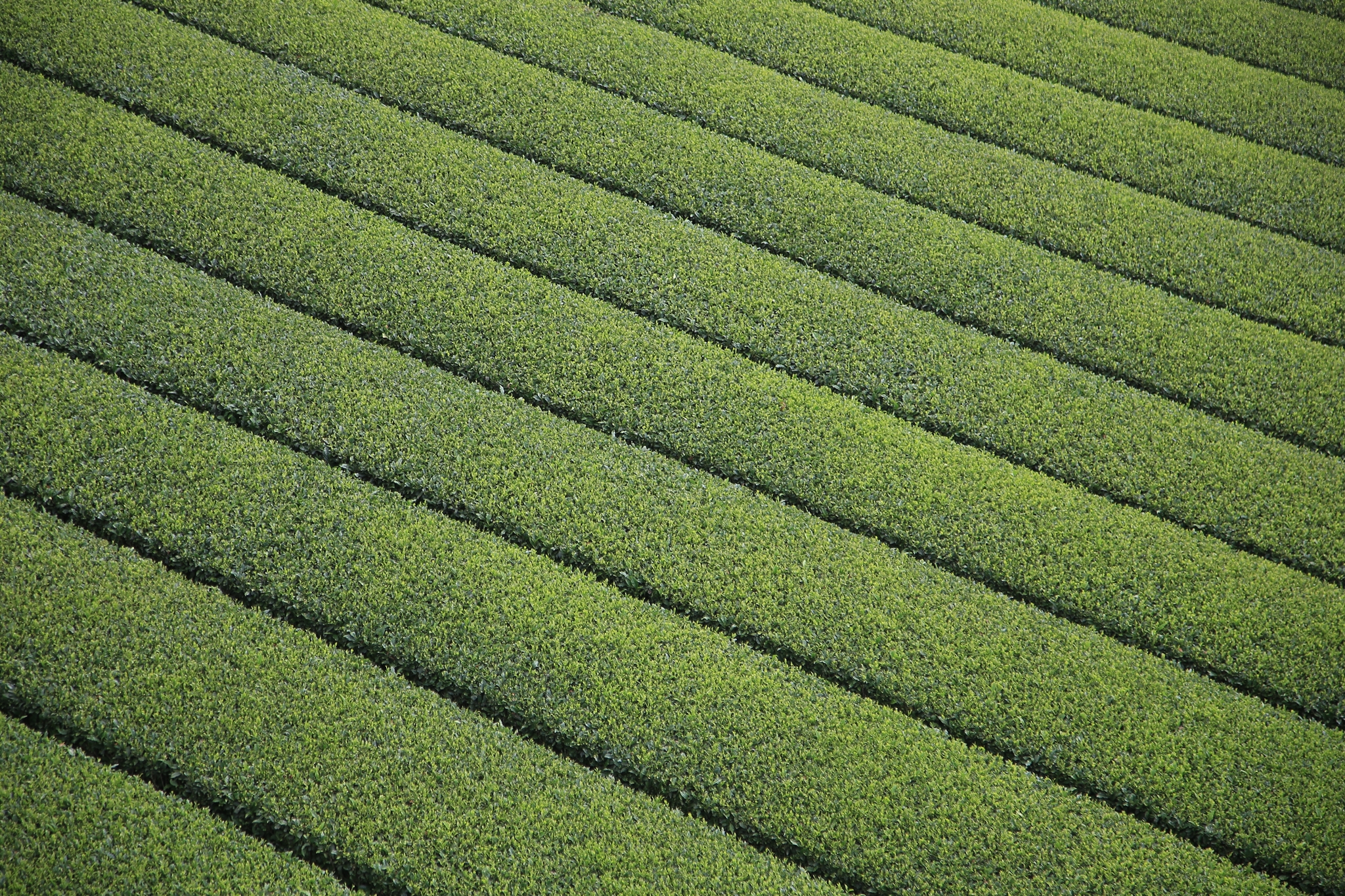 #후쿠오카온천 #일본온천 #규슈온천 #오이타온천 #구마모토온천 #와키타온천 #하라즈루온천 #기쿠치온천 #히라야마온천 #유후인온천 #우레시노온천 #벳푸온천 #유노히라온천 #아마가세온천 #온천료칸 #일본온천여행 #후쿠오카여행 #겨울온천