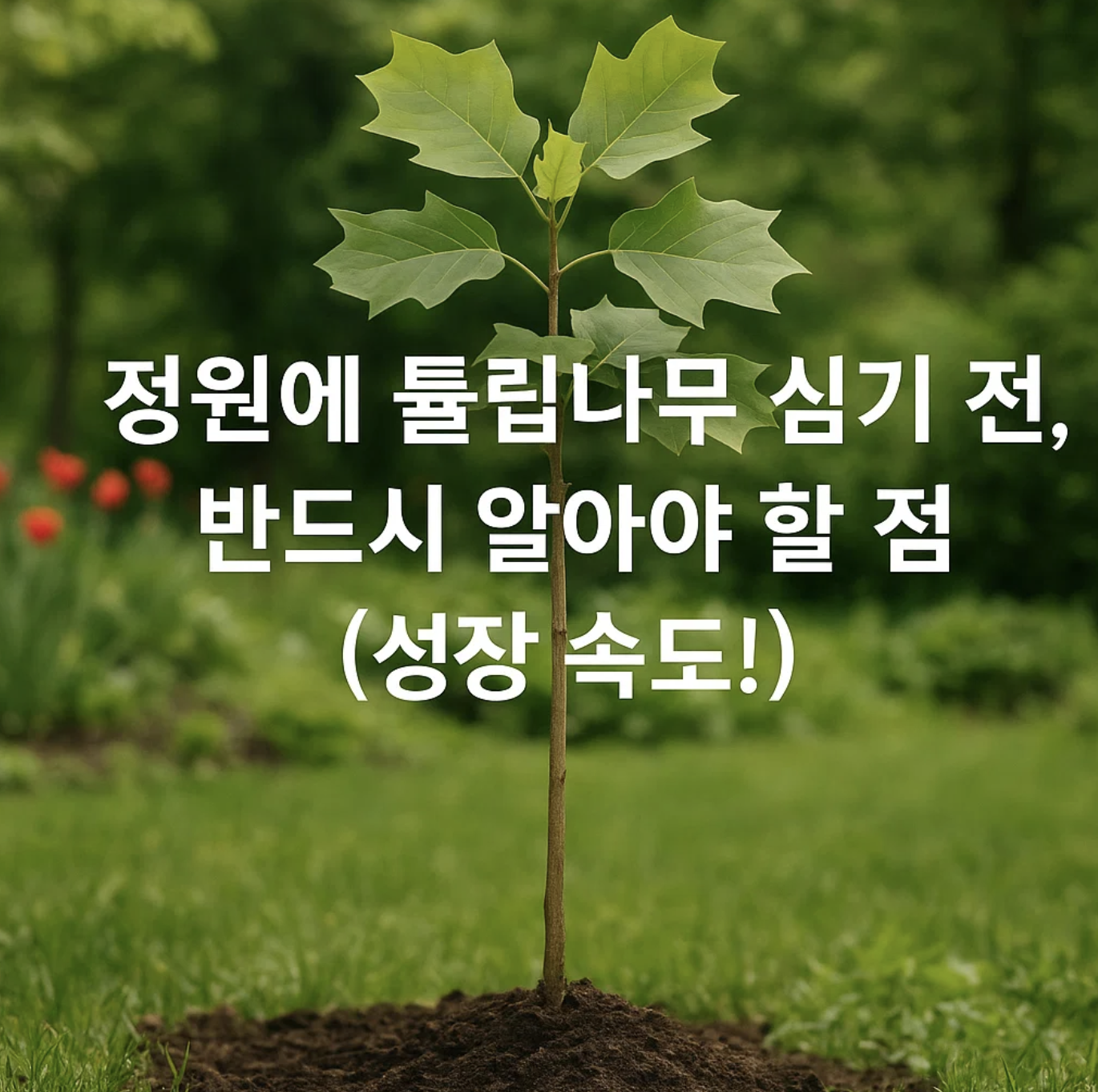 정원에 튤립나무 심기 전, 반드시 알아야 할 점 (성장 속도!)