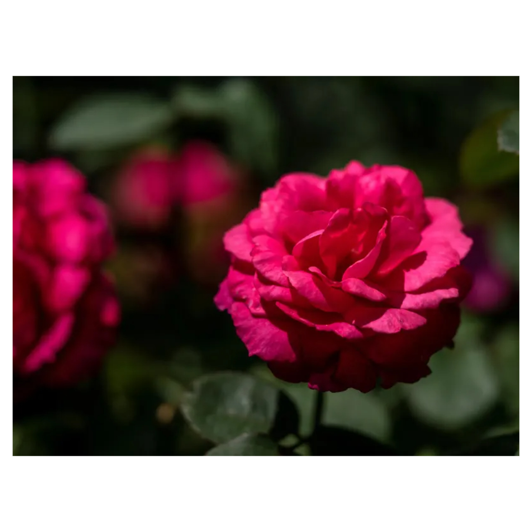 맥문동과 관련된 사진입니다.