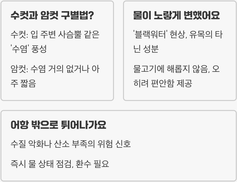 롱핀 안시 키우기 A to Z (어항, 먹이, 수질 관리)