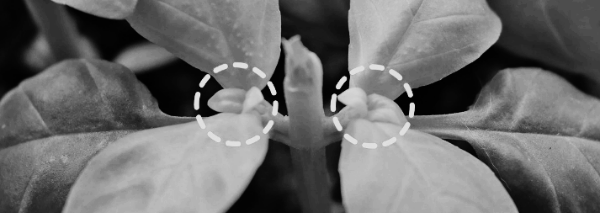 바질 순 자르기, 가지치기 위치