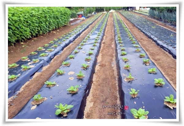 텃밭 "6월에 심기 좋은 작물" 지금 심으면 쑥쑥 자라는 여름 작물 추천!