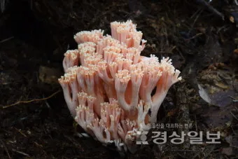 싸리버섯 효능 종류 채취시기 제철 손질법 요리법싸리 보관방법 정리_12