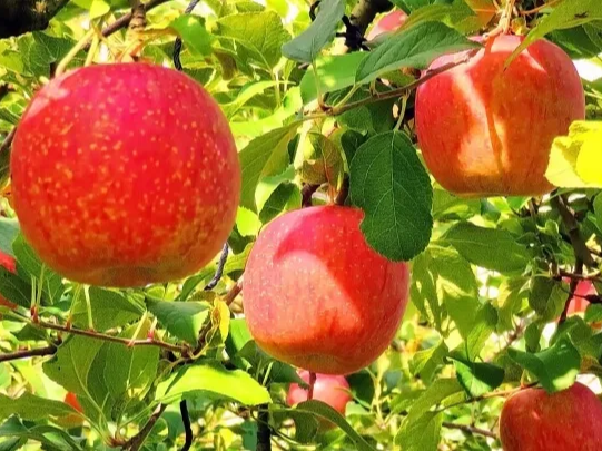 사과즙 효능 항산화 작용