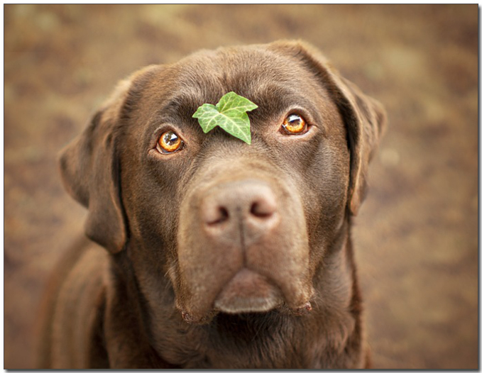 ๋๋ญ์์ ์ฝ์ ์ฌ๋ฆฌ๊ณ ์๋ ๋๋ธ๋ผ๋ ๋ฆฌํธ๋ฆฌ๋ฒ