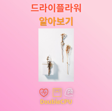 드라이플라워 탐구