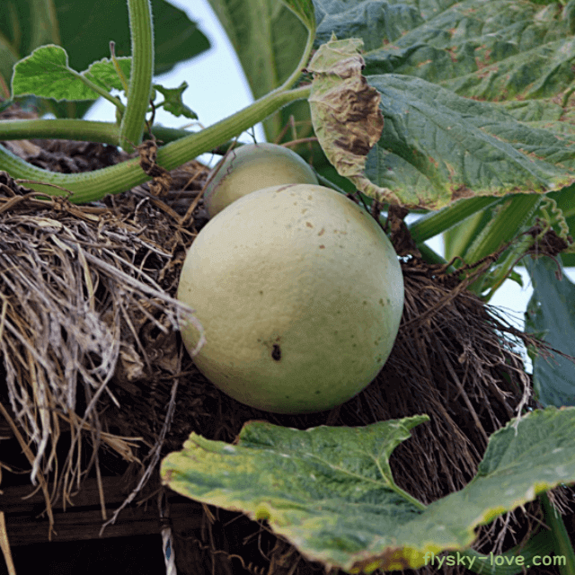 이뇨작용에 좋은 박