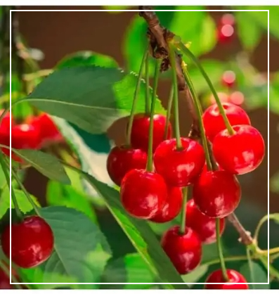 체리이미지