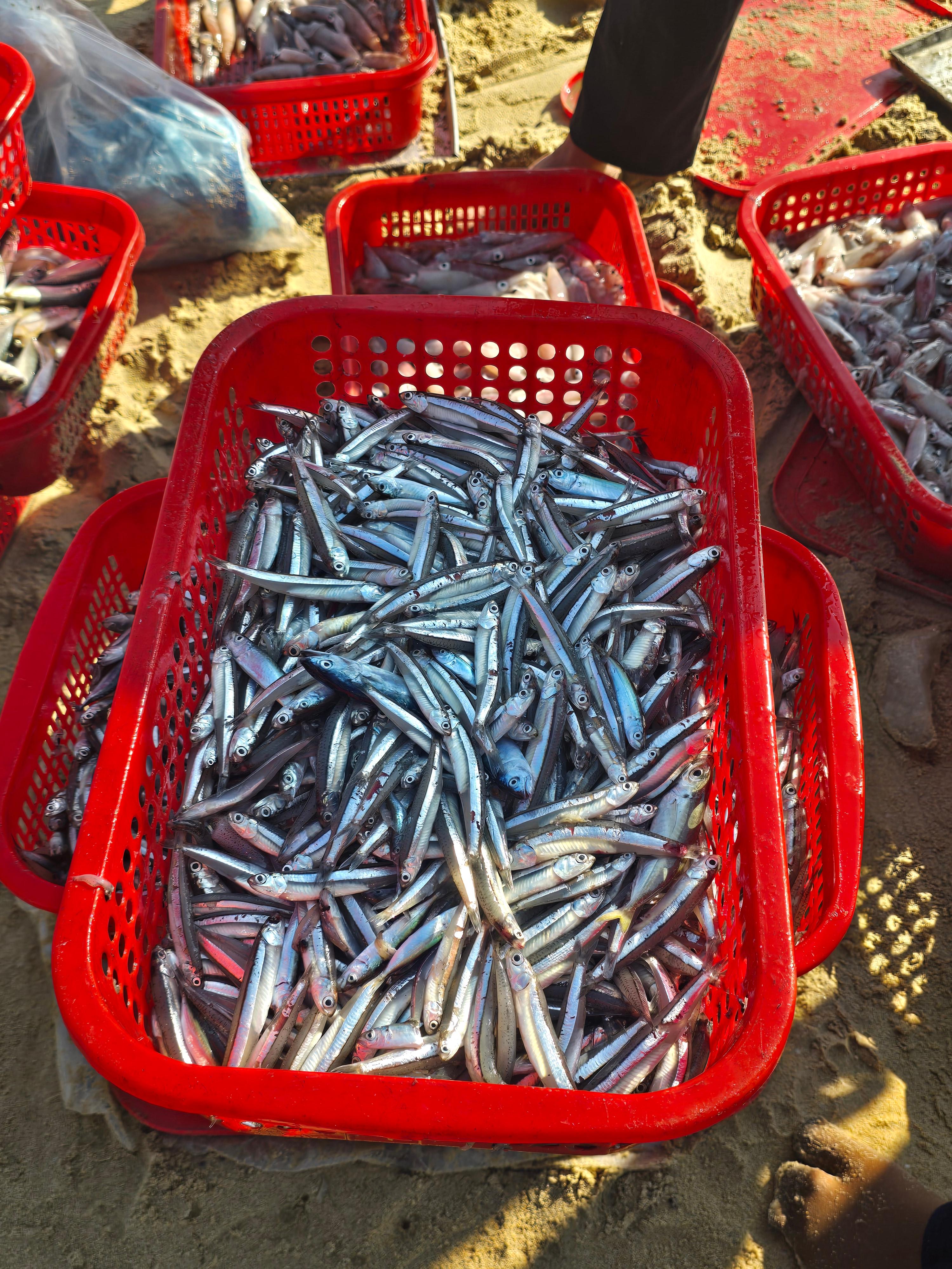 베트남 해변에서 갓 잡은 싱싱한 생선이 빨간 바구니에 담긴 모습