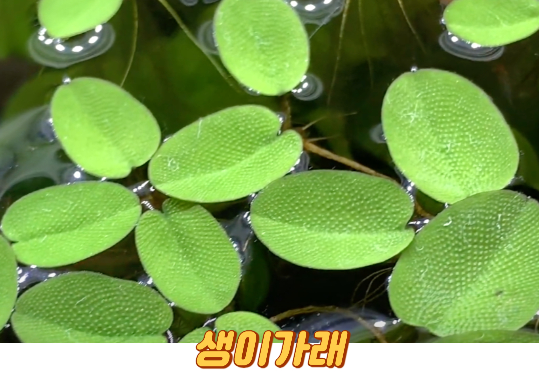 생이가래