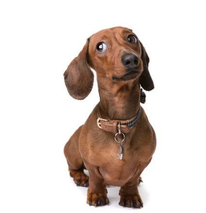 오래 사는 강아지 품종 TOP 7과 장수 비결