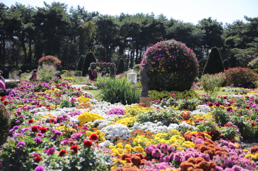 벽초지수목원 가을꽃 국화축제