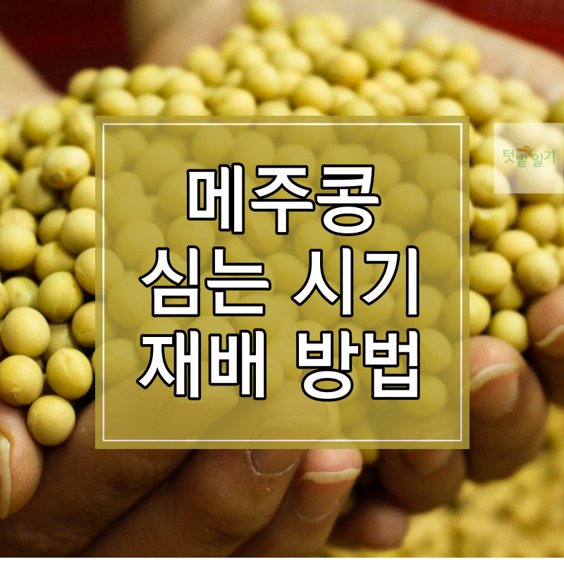 메주콩 심는 시기 및 재배방법 알아보기