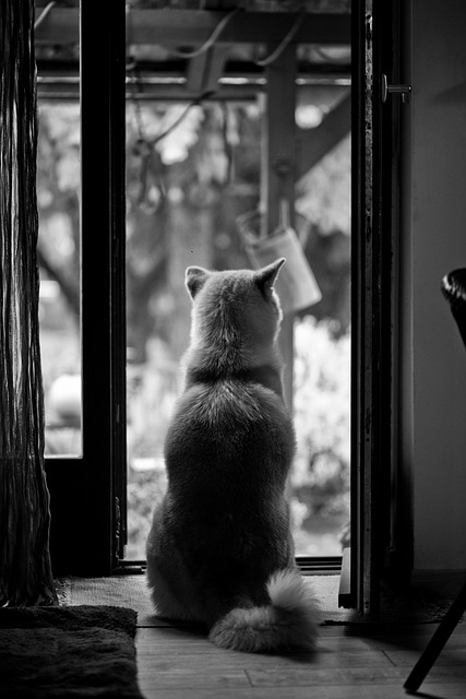 반려동물이 보호자를 기다릴 때 느끼는 감정