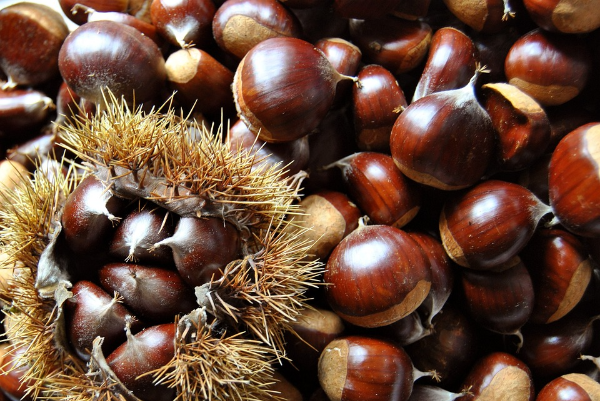 밤(chestnut)