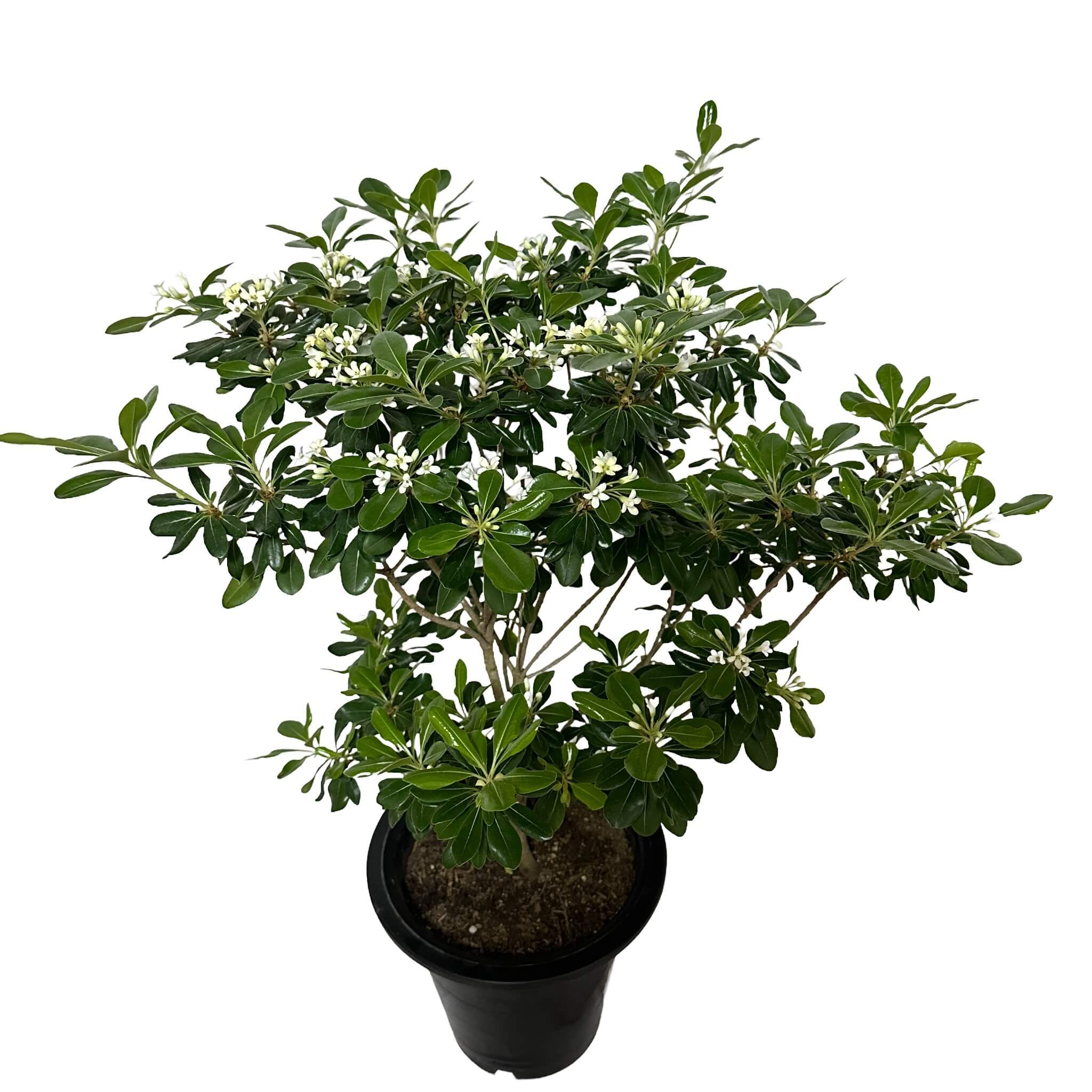 만리향 나무 키우기