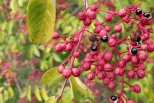 산초기름의 효능04