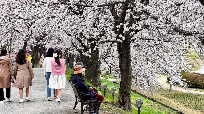 순천만 국가정원 벚꽃2