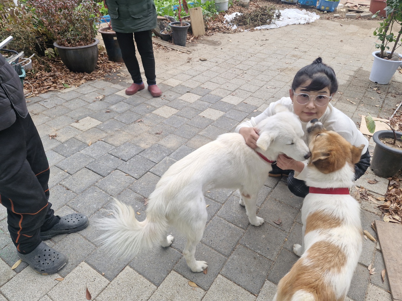 강아지&amp;#44; 왜 회식을 선택해야 할까? 모르면 강아지 아파요