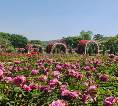 과천 서울대공원 장미원 관련 사진