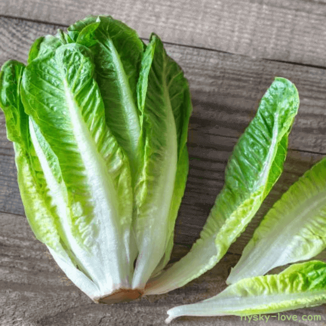 미네랄과 비타민이 풍부한 로메인