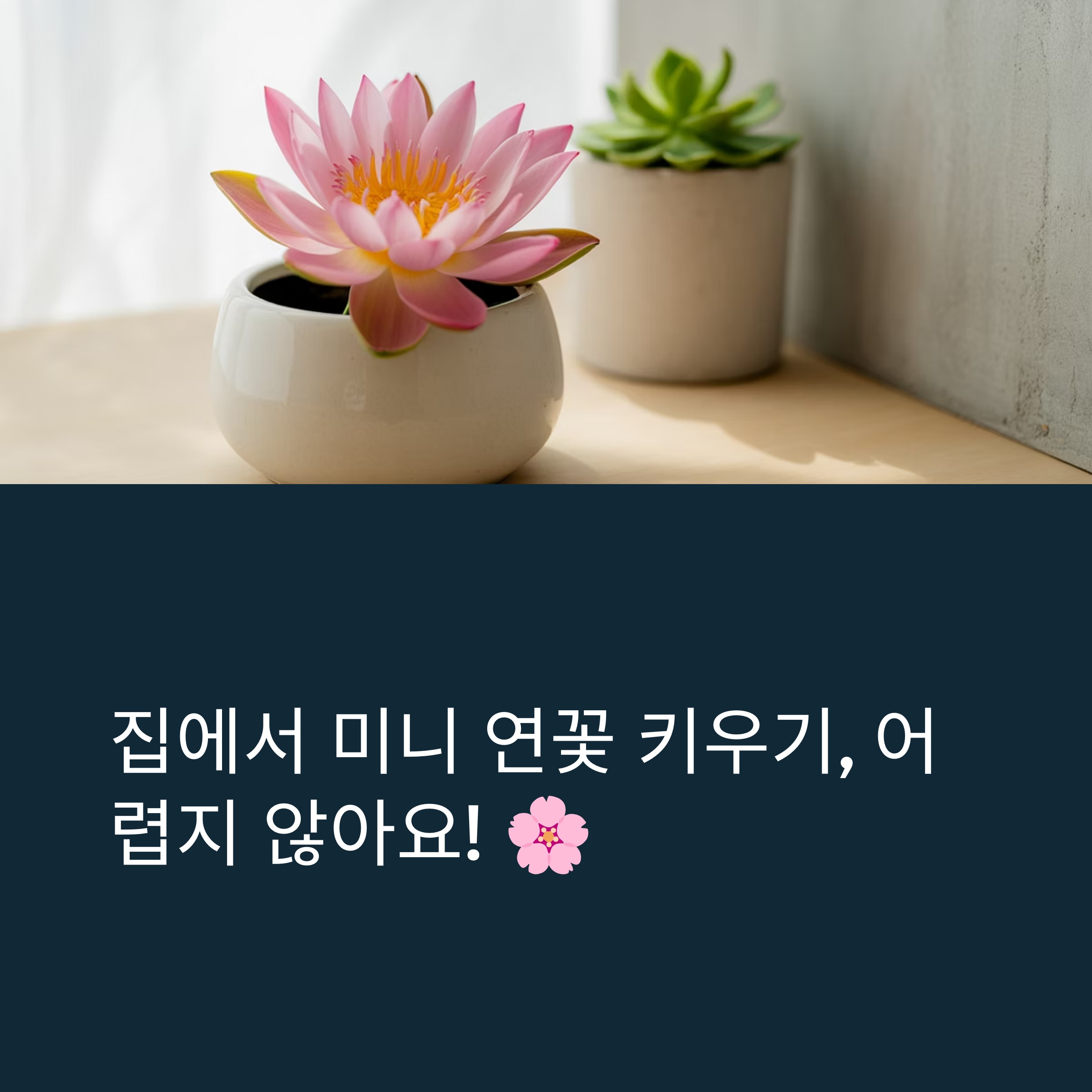 집에서 미니 연꽃 키우기